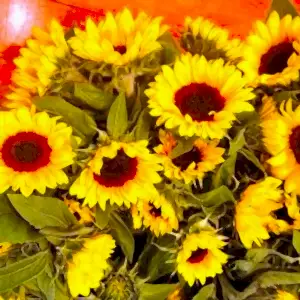 Sunflower Bouquet
