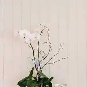Orchid Phalaenopsis