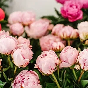 Peony Bouquet